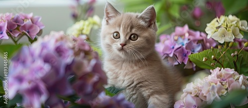 British shorthair kitten po...