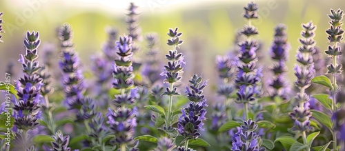 Field of sage plants with a...