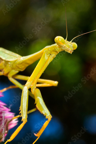 Praying Mantis, Mantises, Mantes, Mantodea, Tropical Rainforest, Boca Tapada, Alajuela Province, Costa Rica, America