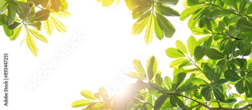A tropical tree with branch...