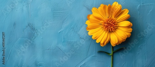 Isolated yellow calendula f...