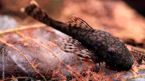 Macro view catfish Ancistrus Madre De Dios eats an amber tree leaf. Aquarium fish brown body, spotted pattern. Tropical freshwater aquarium tank closeup nature landscape photo