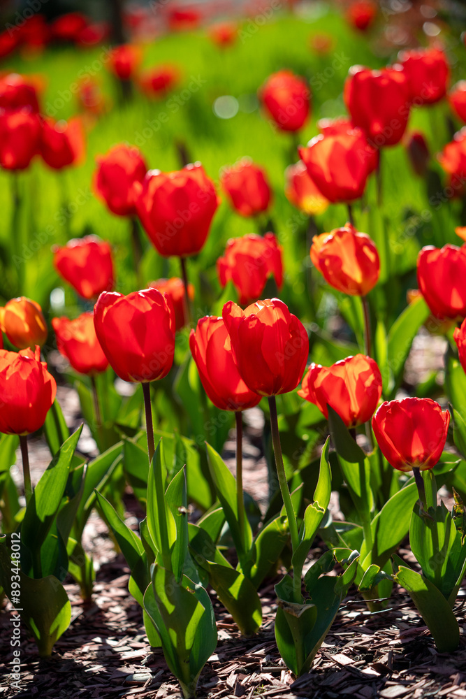 Field of colorful tulips, many red flowers. Field of spring flowers. Tulip field Red tulips, yellow tulips, pink flowers. Field of colorful tulips, many red flowers. Field of spring flowers. Tulip field Red tulips, yellow tulips, pink flowers.