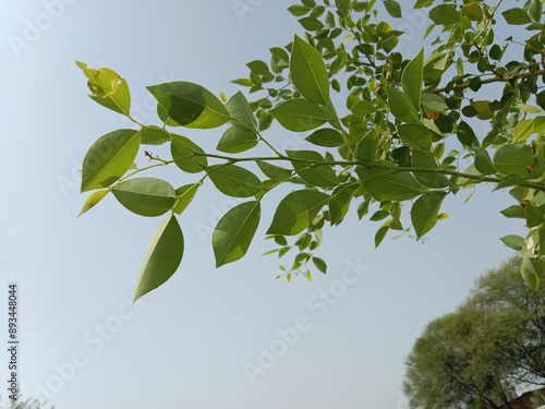 leaves pattern of dalbergia sissoo. North Indian rosewood leaves.shisham leaves pattern background photo