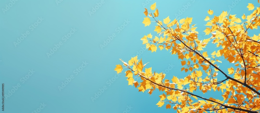 A scenic view of yellow leaves set against a clear blue sky in a copy space image