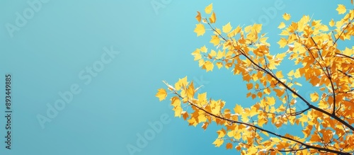 A scenic view of yellow lea...