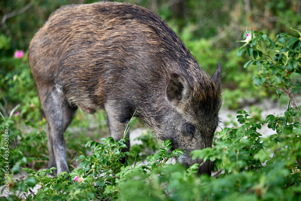 Wildschwein in der Natur Wildschwein in der Natur