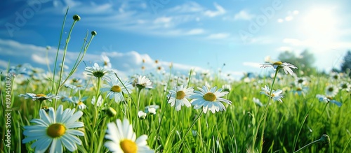 A picturesque field with da...
