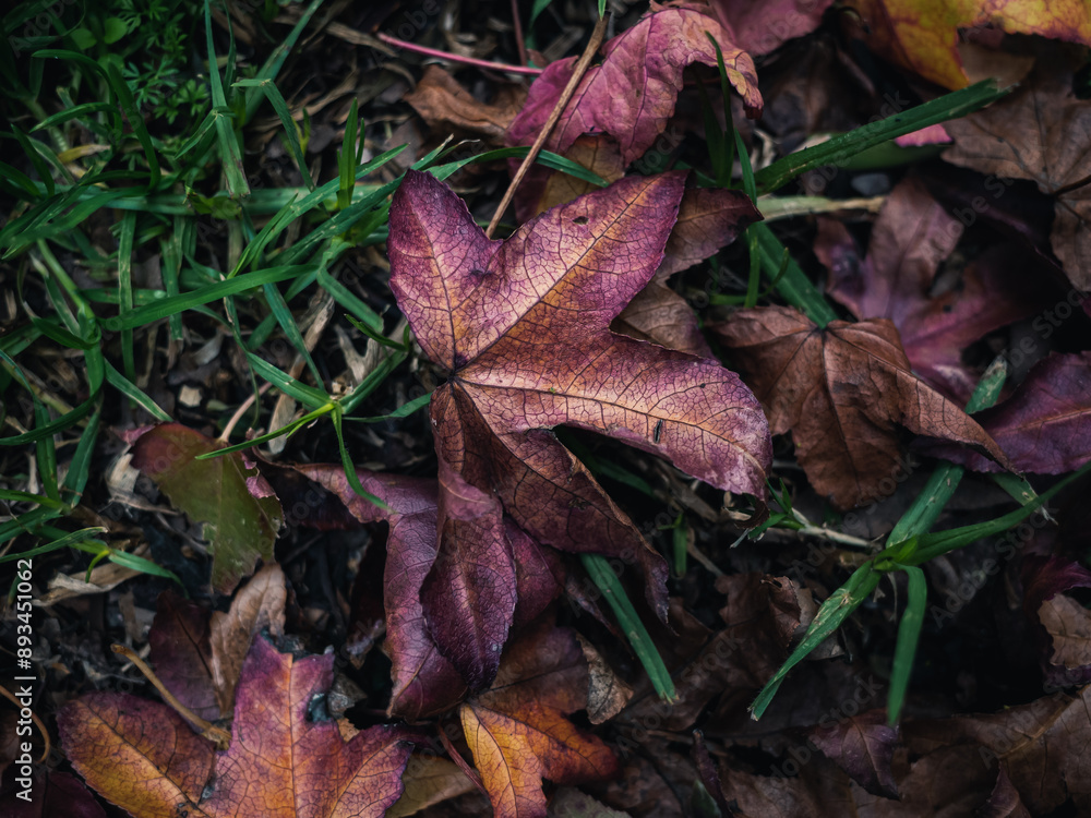 Autumn leaves Autumn leaves