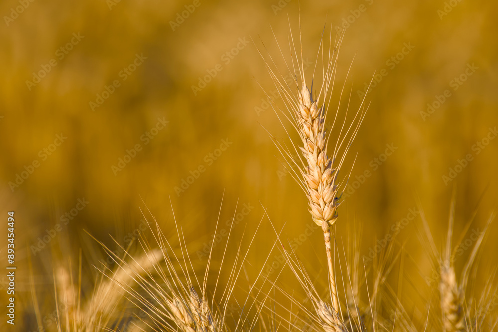 ripe ear of rye in the field close-up ripe ear of rye in the field close-up