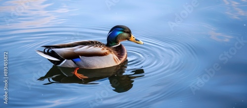 A lone duck with a blue mar...