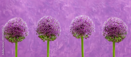 Close up of blooming Allium Giganteum flowers isolated on a purple background with copy space image available Also known as Flowering Onion these vibrant giant floral spheres are depicted photo