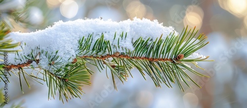 Snow covered pine branch wi...