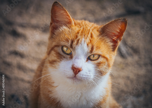 Orange cat with golden eys