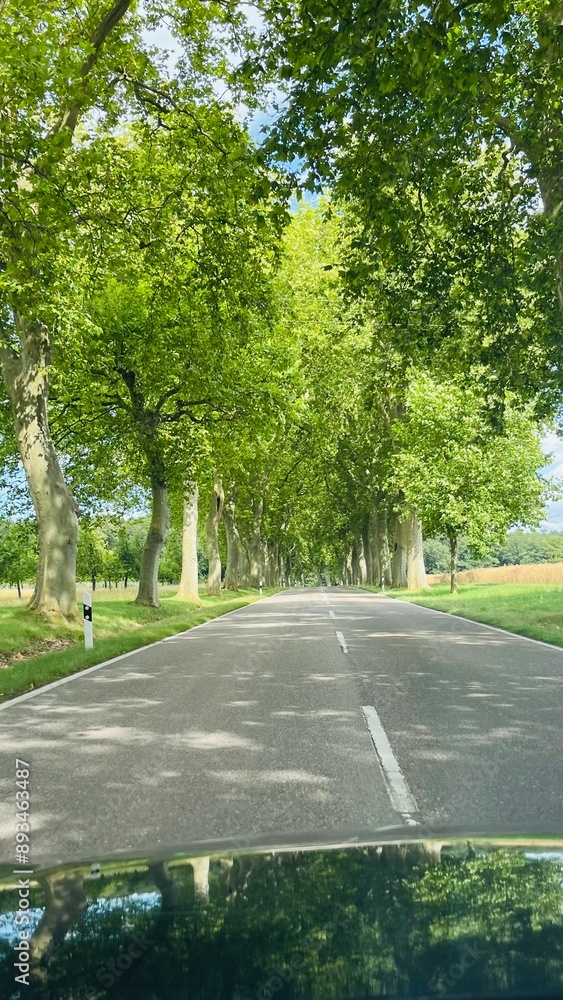 Mit dem Auto durch eine Allee fahren Mit dem Auto durch eine Allee fahren