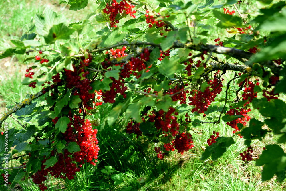 Obraz premium Red currant berries grow on a bush in sunny garden. Redcurrant plant with berries