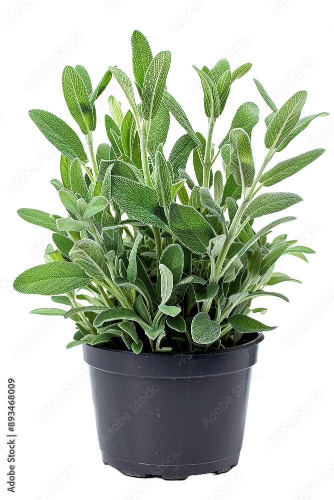 sage in the pot isolated on transparent background sage in the pot isolated on transparent background