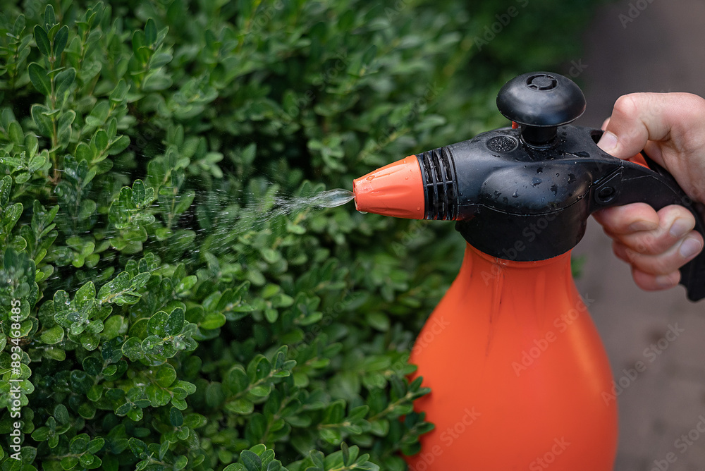 Processing of the boxwood plant from Cydalima perspectalis
