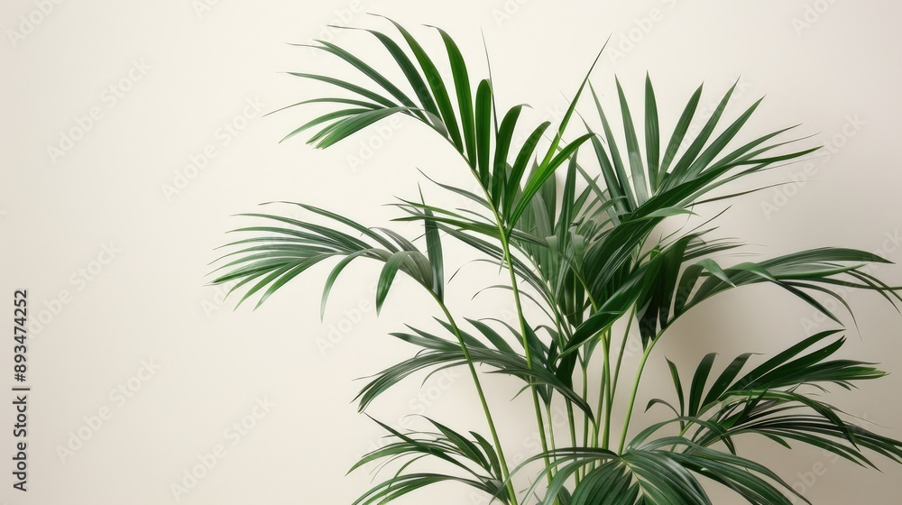 Obraz premium Kentia Palm