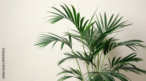 Kentia Palm