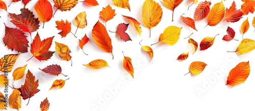 Top view of multicolored autumn leaves isolated on a white background with a falling orange leaf and copy space image for an autumn themed background