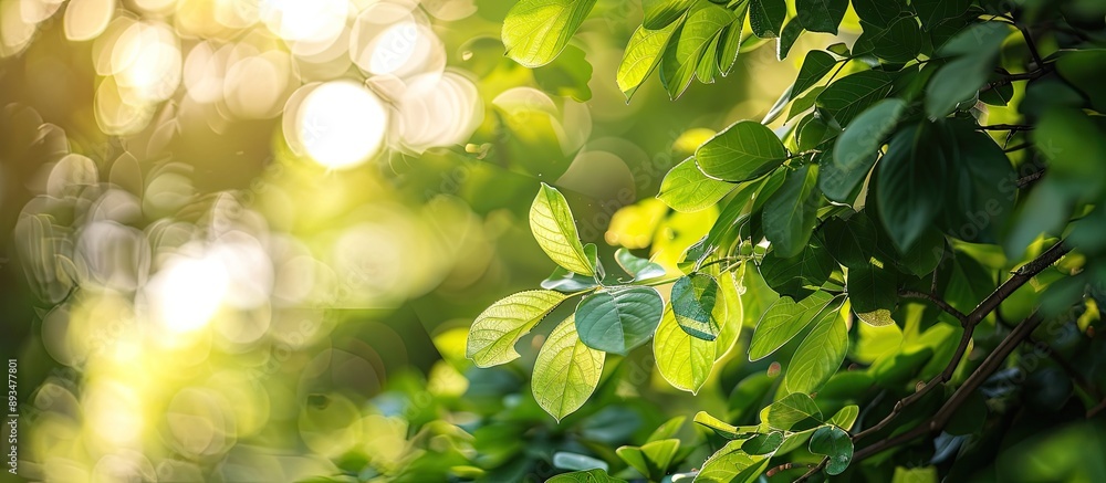 A stunning backdrop of lush green tree leaves with blurred areas and bokeh effect Perfect for eco conscious themes like global warming awareness Copy space image available A stunning backdrop of lush green tree leaves with blurred areas and bokeh effect Perfect for eco conscious themes like global warming awareness Copy space image available