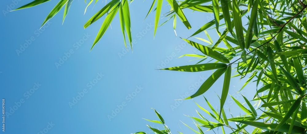 Obraz premium Green bamboo leaves against a clear blue sky in a copy space image
