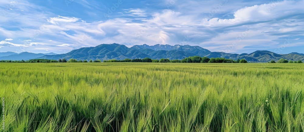 Naklejka premium Scenic view of a lush green wheat field with a background of distant mountains suitable for a copy space image