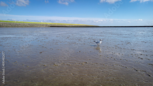 Möwen suchen Nahrung im Wattenmeer vor Nordfriesland photo