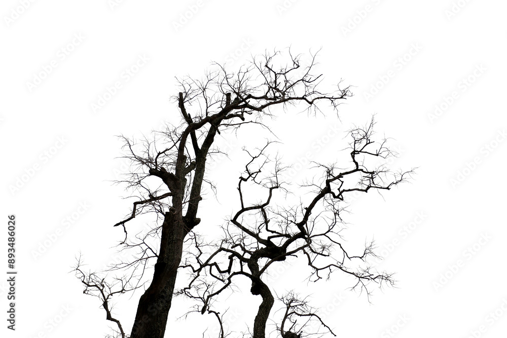 Fototapeta premium Dead tree with branches isolated on white background.