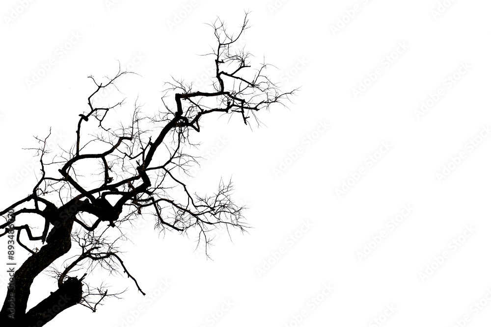 Fototapeta premium Dead tree with branches isolated on white background.