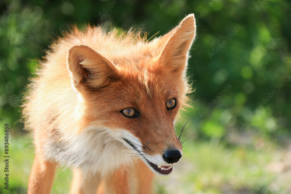 Happy Joyful Sly Red Fox with open Mouth looking forward against Green Foliage background on sunny day. Fox is grinning with sharp fangs Happy Joyful Sly Red Fox with open Mouth looking forward against Green Foliage background on sunny day. Fox is grinning with sharp fangs