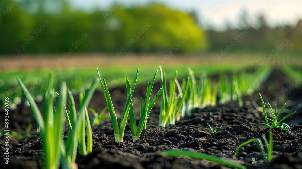 green onion sprouts growing in rows on a field green onion sprouts growing in rows on a field
