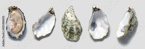 Oysters shell set close up design, open french oyster Fine de Claire collection, over grey background. Oyster dinner in restaurant. Gourmet food, delicatessen. Various oyster shells. Top view, flatlay