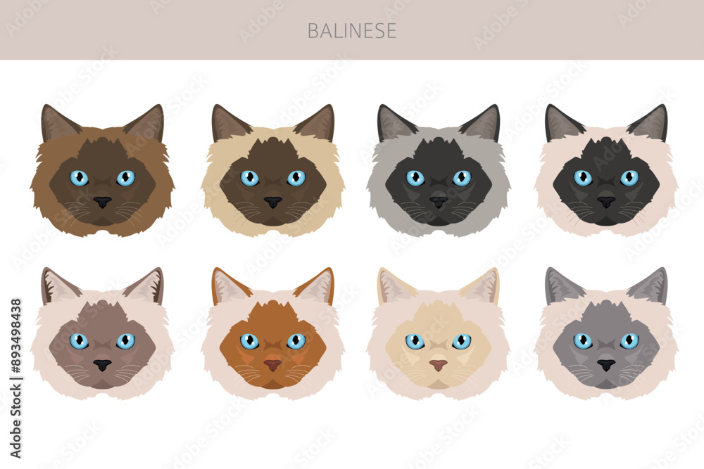 Fototapeta premium Balinese cat, Long haired Siamese clipart. All coat colors set. All cat breeds characteristics infographic. Vector illustration