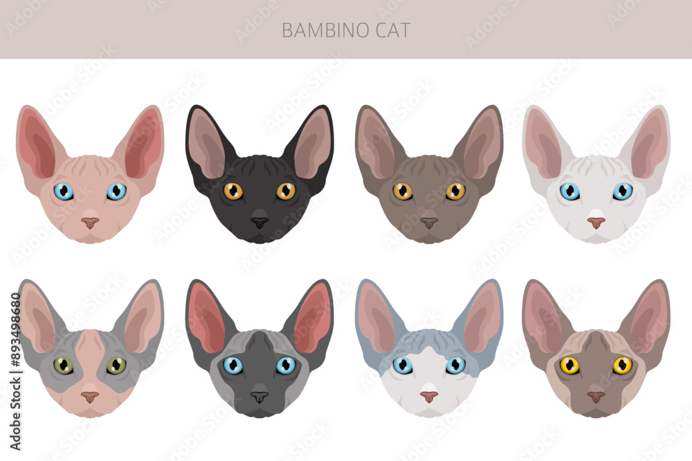 Bambino cat, Munchkin Sphynx mix clipart. All coat colors set. All cat breeds characteristics infographic. Vector illustration Bambino cat, Munchkin Sphynx mix clipart. All coat colors set. All cat breeds characteristics infographic. Vector illustration
