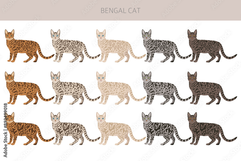 Obraz premium Bengal Cat clipart. All coat colors set. All cat breeds characteristics infographic. Vector illustration