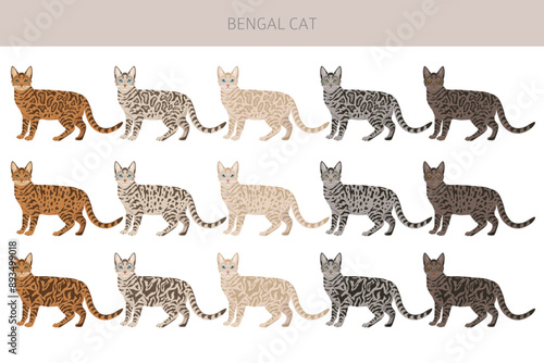 Bengal Cat clipart. All coat colors set.  All cat breeds characteristics infographic. Vector illustration