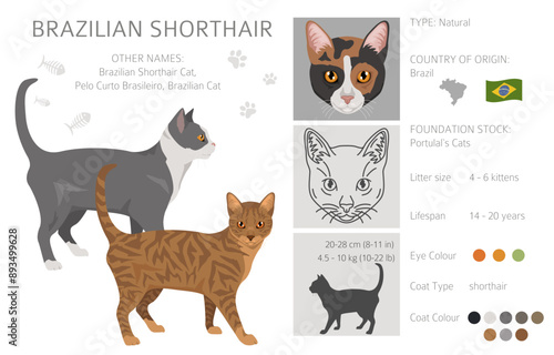 Brazilian shorthair Cat clipart. All coat colors set.  All cat breeds characteristics infographic. Vector illustration