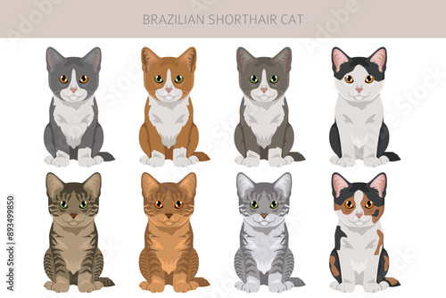 Brazilian shorthair Cat clipart. All coat colors set.  All cat breeds characteristics infographic. Vector illustration