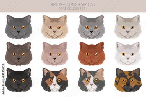 British longhair Cat clipart. All coat colors set.  All cat breeds characteristics infographic. Vector illustration
