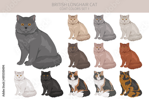 British longhair Cat clipart. All coat colors set.  All cat breeds characteristics infographic. Vector illustration