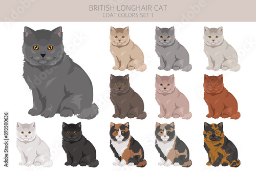 British longhair Cat clipart. All coat colors set.  All cat breeds characteristics infographic. Vector illustration