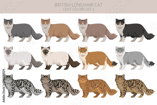 British longhair Cat clipart. All coat colors set.  All cat breeds characteristics infographic. Vector illustration