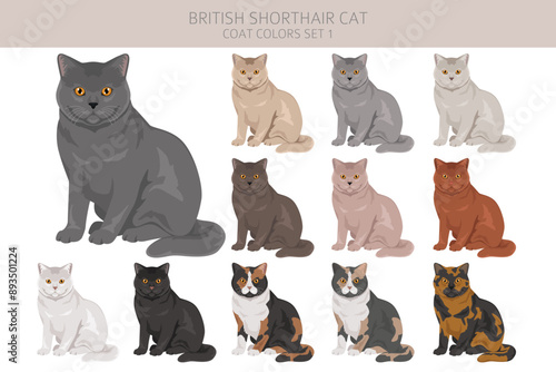 British shorthair Cat clipart. All coat colors set.  All cat breeds characteristics infographic. Vector illustration