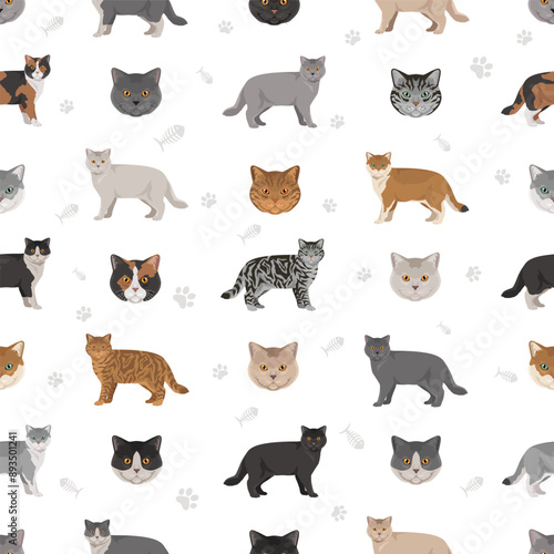 British shorthair Cat seamless pattern. All coat colors set.  All cat breeds characteristics infographic. Vector illustration
