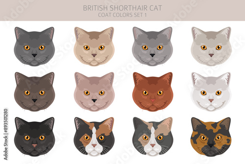 British shorthair Cat clipart. All coat colors set.  All cat breeds characteristics infographic. Vector illustration