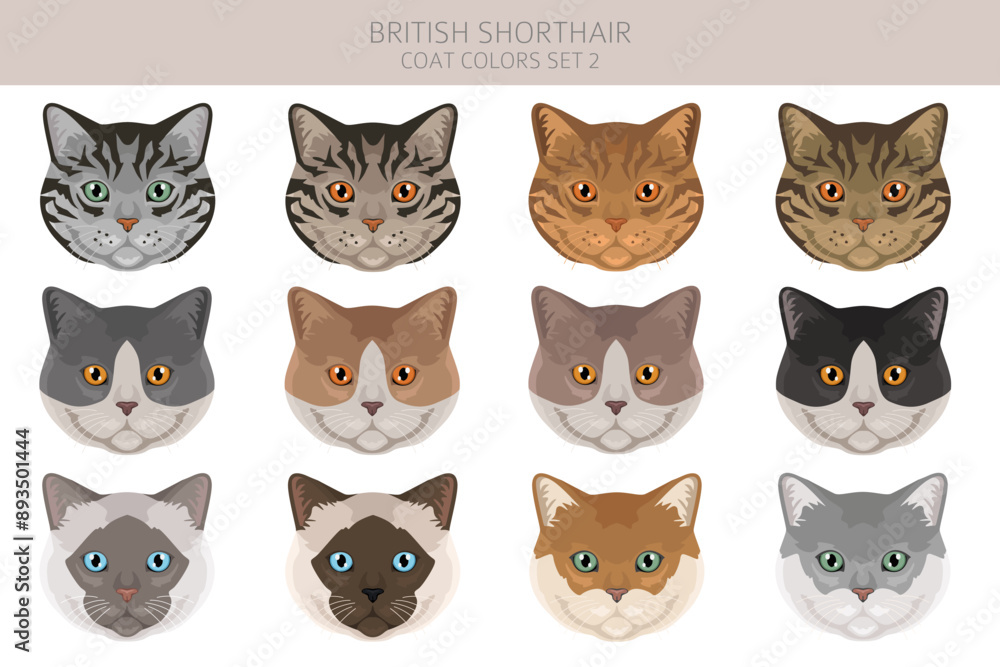 Fototapeta premium British shorthair Cat clipart. All coat colors set. All cat breeds characteristics infographic. Vector illustration