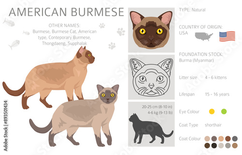 Foto American Burmese Cat clipart