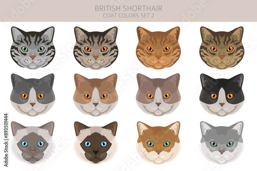 British shorthair Cat clipart. All coat colors set.  All cat breeds characteristics infographic. Vector illustration